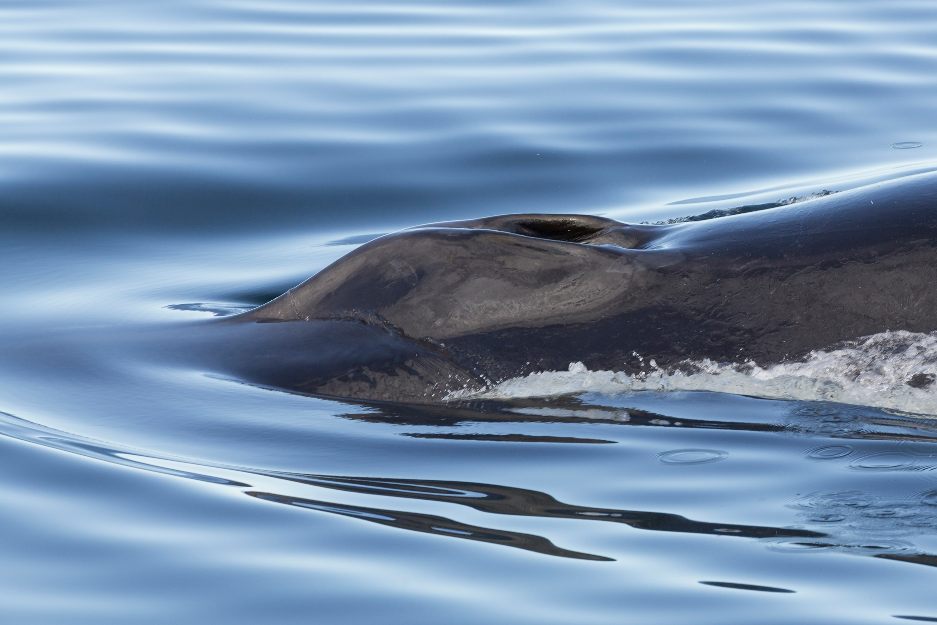 Vision proche de l'évent d'une baleine franche pousse l'onde lisse en silence.