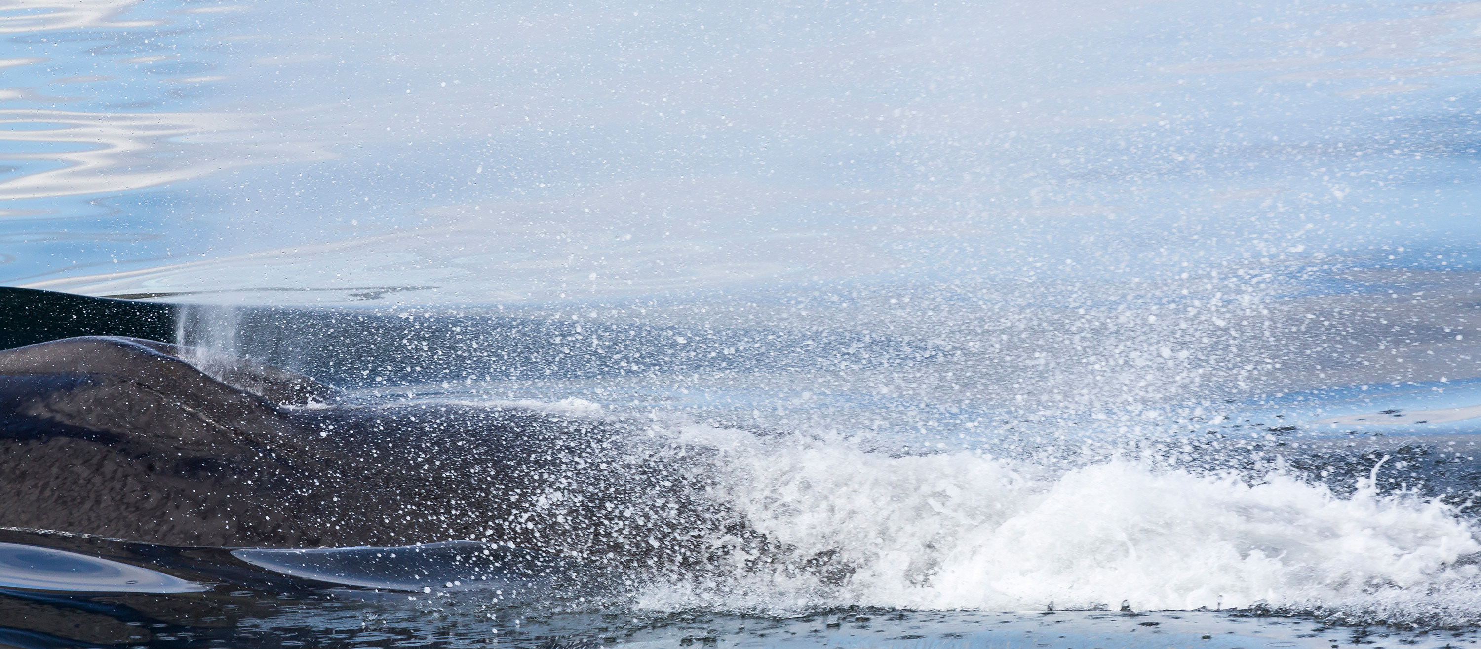Event de baleine à la surface de l'onde, en pleine respiration. Ca éclabousse.
