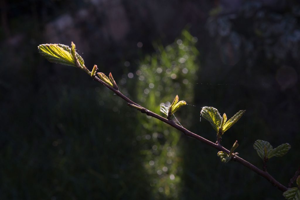 Bourgeon de branche isolé.