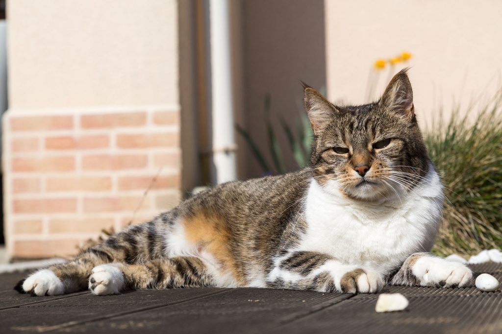 Chat au repos.