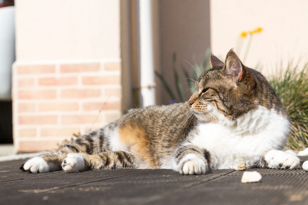 Chat couché sur sa terrasse