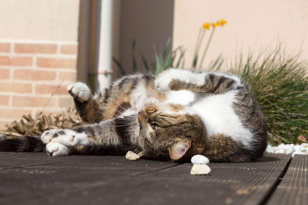 Chat en train de jouer