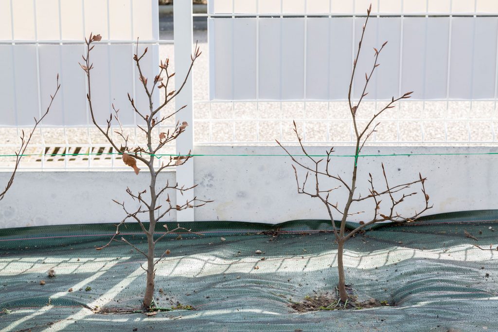 Plants de hêtres sous bâche et derrière une clôture
