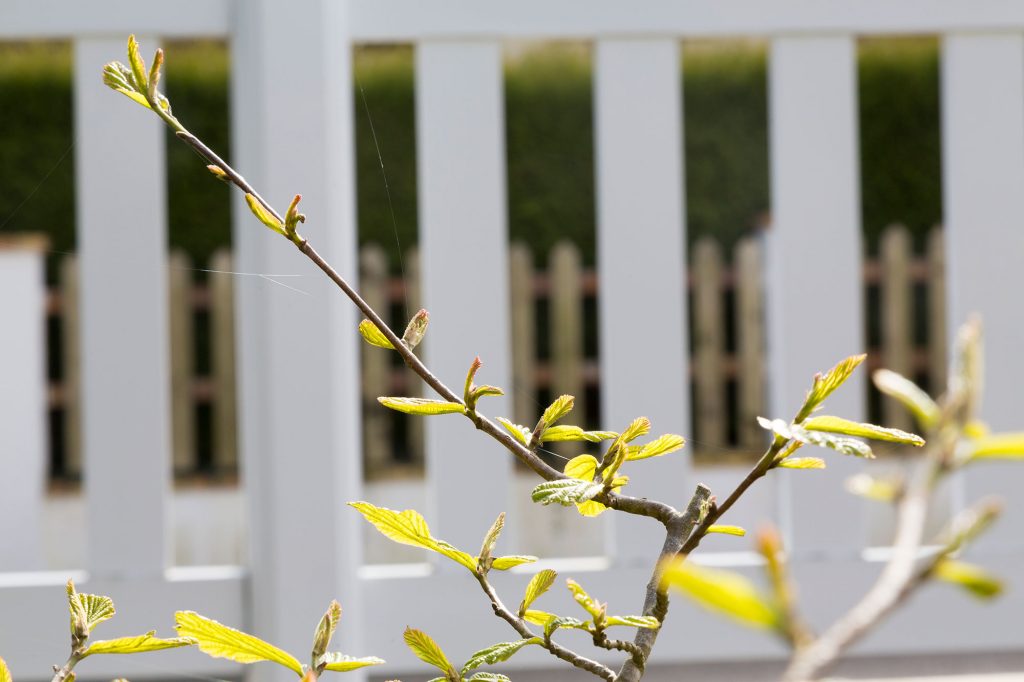 Pousse de printemps à l'abri d'un enclos.