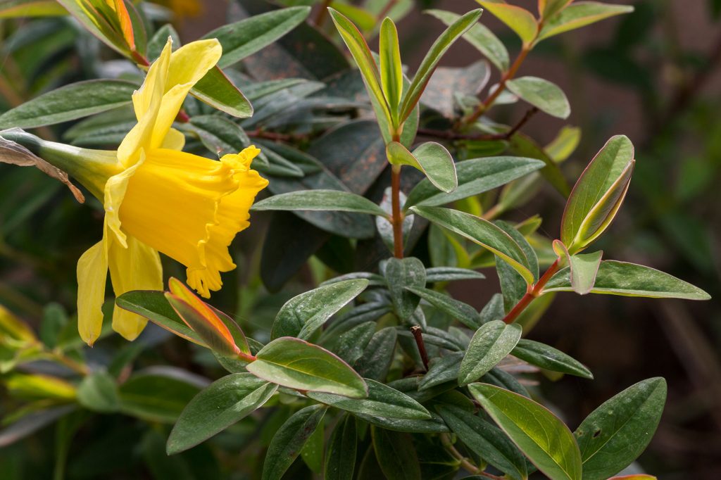 Narcisse et Millepertuis