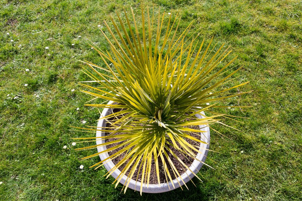 Jeune palmier en pot vu en plongée.